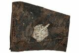 Paleocene Fossil Cone (Parataxodium) - North Dakota #262327-1